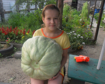 Посадили обычную тыкву, а выросло вот такое чудо