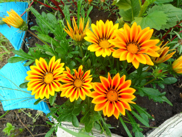 Прекрасные герберы