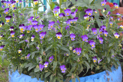 Красатульки