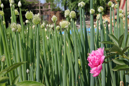 Пион разбавил луковое безумие
