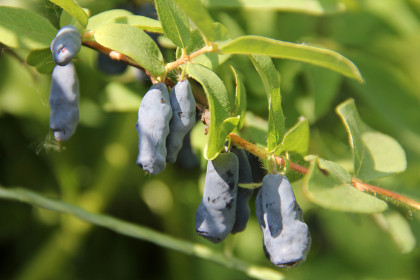 Любимая ягода