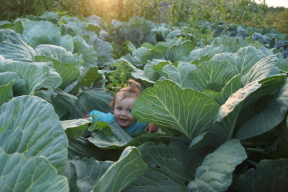 Капуста, часто, таит в себе малышей