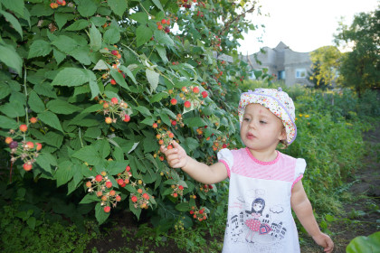 Плоды щедрого лета