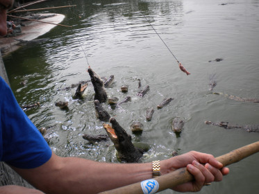 В Таиланде рыбак ошибается 1 раз