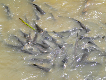 Наглые, бесстыжие тайские рыбы!