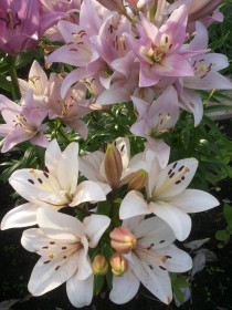 Мои любимые лилии.