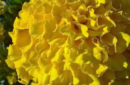 Осенний янтарь.