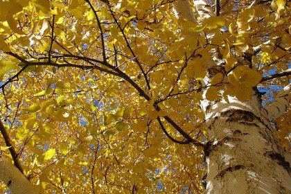 Краски осени