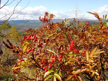 Яркие краски осени