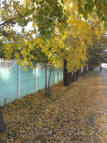 Шимановская осень