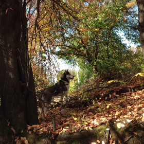 Осень, лес, хаски.
