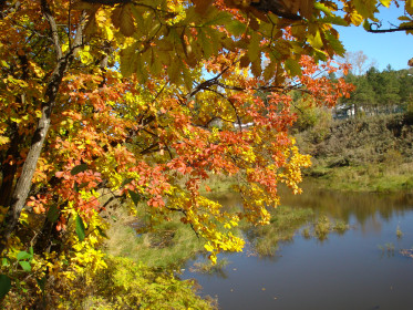 Золотая осень Приамурья