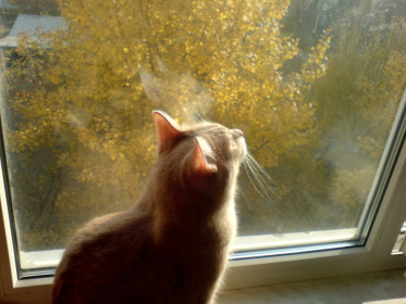 спасибо, солнышко