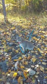 Осенний променад