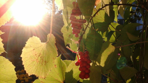 Осень в Поярково