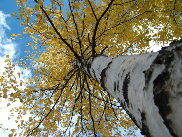 Золото осени