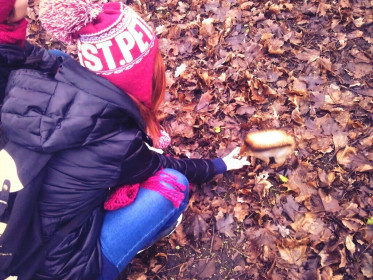 Рыжая кормит рыжую