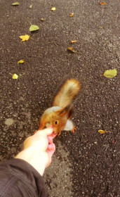 Время кормить белок