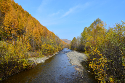 Сопки в золоте
