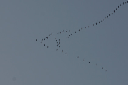 Птицы улетают, чтобы вернуться