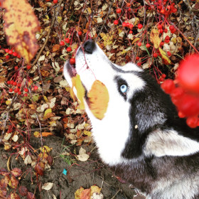 Осень, ягода, голубоглазка