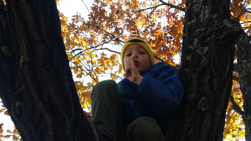 Краски леса!