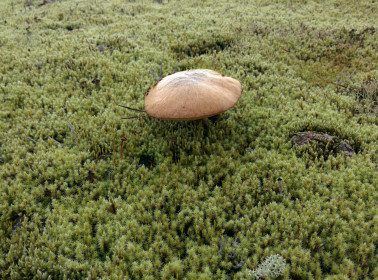 Осенний гриб