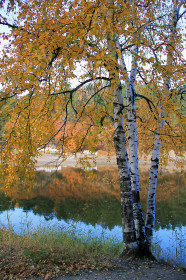 Березовые косы