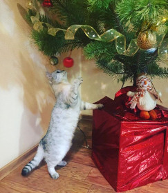 Дарси помогает наряжать елочку