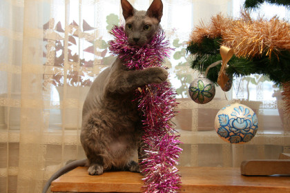 Кот-потрошитель