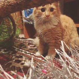 Новый год, в шоке кот!