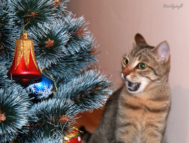 Как это не для меня ёлку поставили?