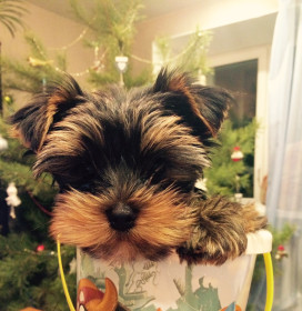 А вот и я - ПОДАРОК!