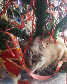 Дед Мороз сегодня - я!