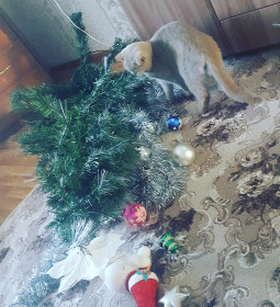 Демонтаж ёлки!