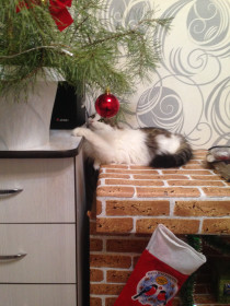 С наступающим, котятки!