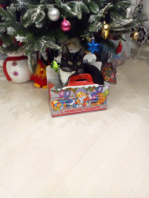 Кошка Люся.