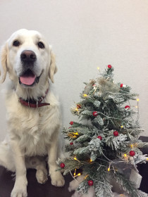 Дедушка Мороз, положи косточку)