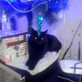 Кошка-единорожка))