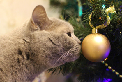 Новогодний запах