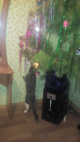 Наш Барсик жрёт дождик