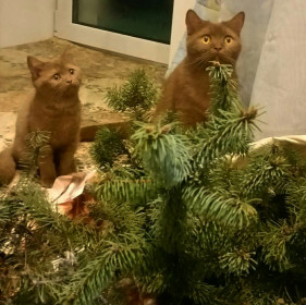 Мама&amp;доча