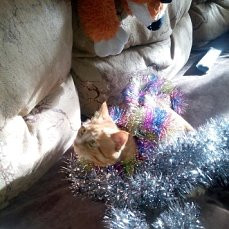 Мож не заметят,что я рыбу стащил?