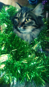 В Новый год наряжаем кота!)