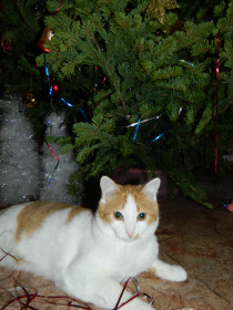 Скоро, Новый год прийдёт