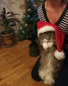 Я маленький, пушистый Санта Клаус.