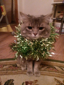 Кузя слушает речь президента!