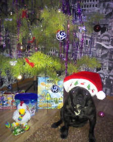 а год бульдожки будет?((печалька