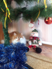 Под елочкой