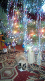 Кузя ждёт подарок